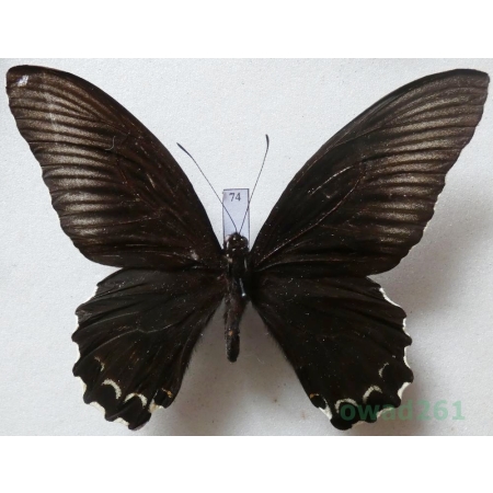 Papilio forbesi Grose-Smith, 1883 Indonesia, Sumatra 88mm74